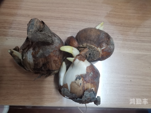 冰块与棉签的奇妙结合——小黄花的绽放之旅-第3张图片