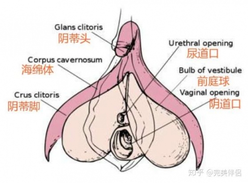 少妇口述插的高潮少妇亲述插的深度与高潮的体验-第1张图片