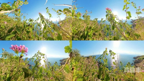 野花视频看片野花视频看片——自然之美与视觉享受-第1张图片