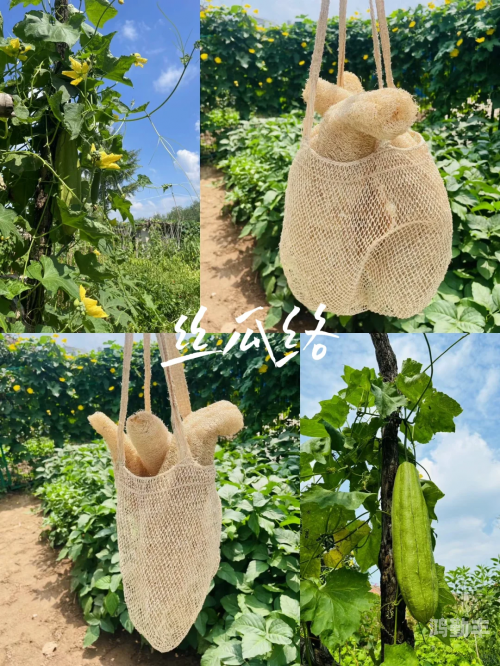 探索丝瓜XRK1_3_0ARK的无限可能——IOS平台下的纯净体验