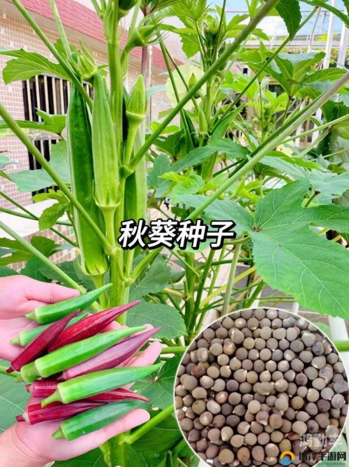 探索水果与蔬菜的魅力世界，香蕉、丝瓜、草莓、秋葵、小猪芭乐与茄子的在线观察之旅-第2张图片