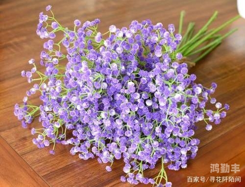 意大利满天星公交车意大利的浪漫之行，满天星公交车的故事
