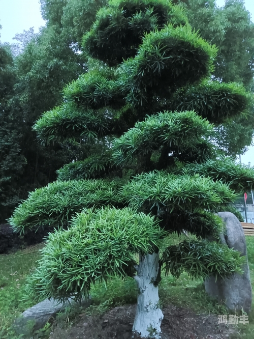 嫩小槡BBBB槡BBBB槡四川四川嫩小槡树，槡BBBB的独特魅力-第2张图片