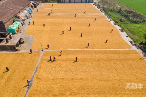 大地资源二在线观看免费高清图片关于黄色图片网站的风险与防范
