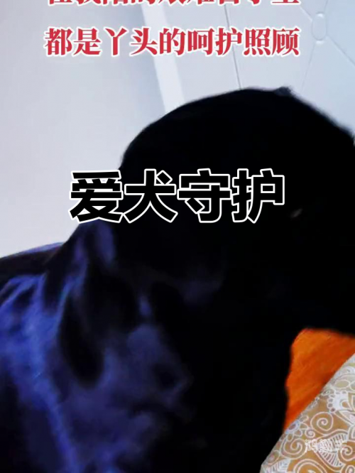 被自家爱犬陪伴的温馨感受-第1张图片