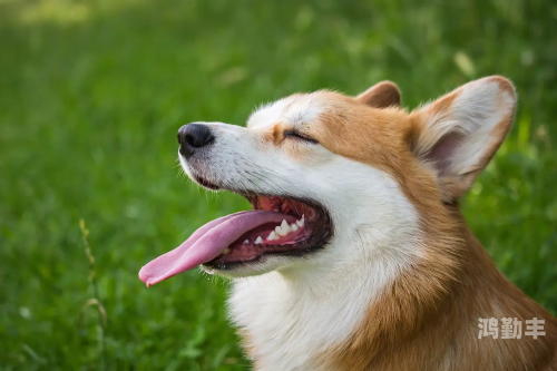 被自家爱犬陪伴的温馨感受-第2张图片