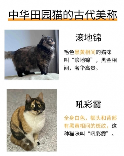 新版猫咪地域网名推荐大全新版猫咪地域网名