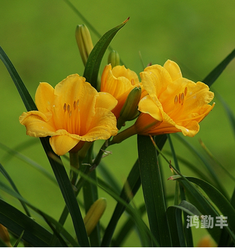 忘忧草直播忘忧草直播，探索现代网络直播的魅力-第1张图片