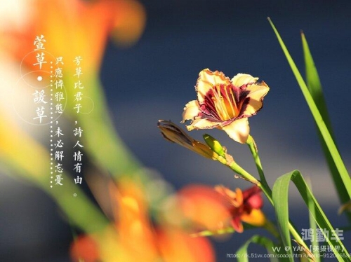 忘忧草社区与日本在线文化交流