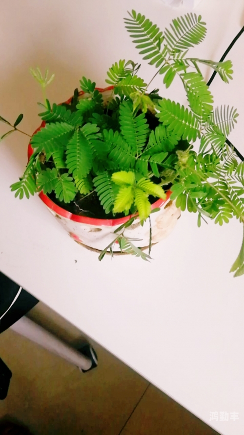 含羞草实验室入口网站免费进探索含羞草实验室，免费进入的奇妙科学之旅-第1张图片