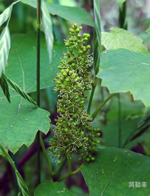 桃子移植的奥秘与探索-第1张图片
