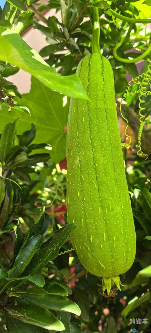 草莓香蕉丝瓜绿巨人秋葵免费版破解下载草莓香蕉丝瓜绿巨人秋葵 - 免费版破解下载的探索-第1张图片