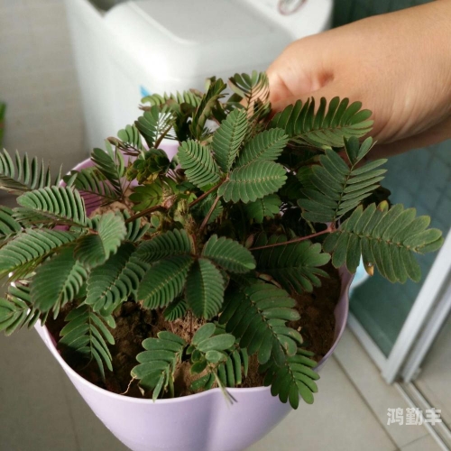 含羞草成长的视频含羞草成长之旅，一株生命的绽放-第2张图片