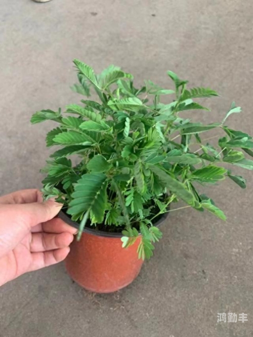 含羞草成长的视频含羞草成长之旅，一株生命的绽放-第3张图片