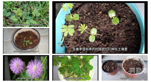 含羞草成长的视频含羞草成长之旅，一株生命的绽放
