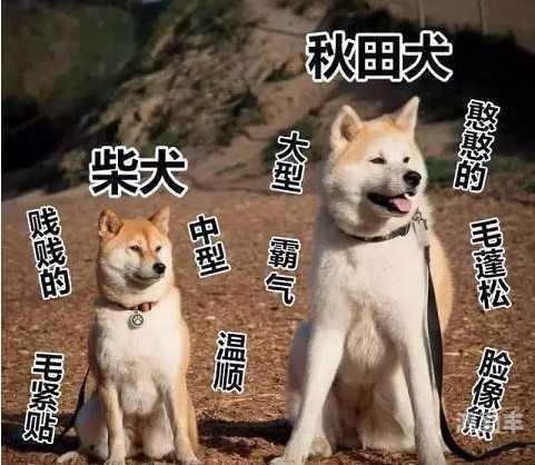探索日本文化中的一区、二区、三区人伦关系