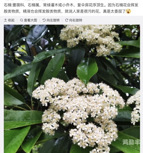 花花社区污花花社区的魅力与故事-第2张图片