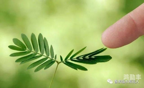 含羞草传媒可以免费观看吗含羞草传媒，免费观看的秘密花园-第1张图片