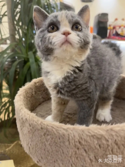 猫猫网探索猫猫网，一个充满乐趣与知识的在线平台