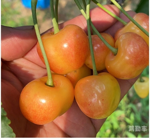 黄蜜大樱桃与红蜜的差异解析-第2张图片