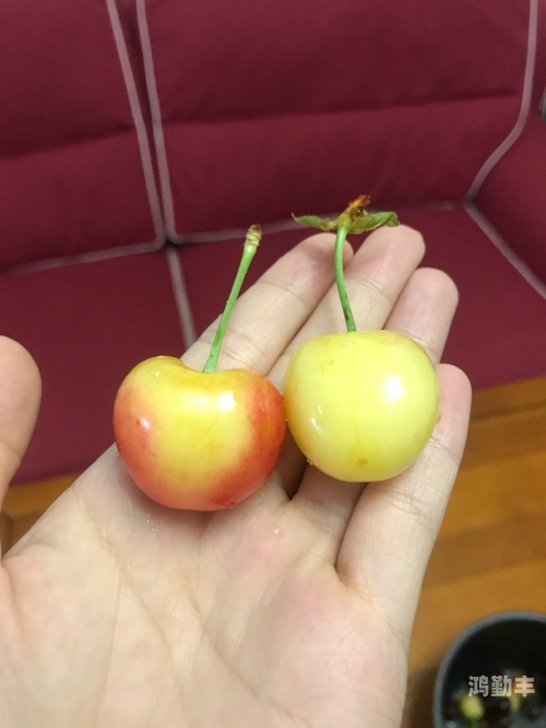 黄蜜大樱桃与红蜜的差异解析