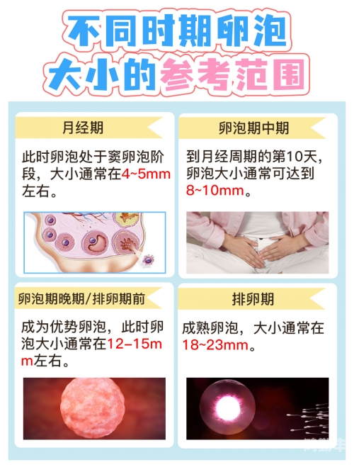 女性发情，生理现象与心理体验的探索-第1张图片