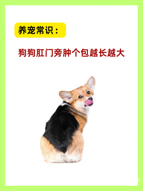 狗狗的东西又硬又长狗狗的独特特征，硬而长的物品
