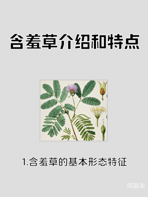 含羞草的秘密，永不落幕的在线观察之旅