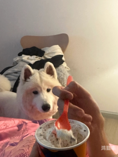 面对狗的东西比男朋友还大，我们该如何应对？-第2张图片