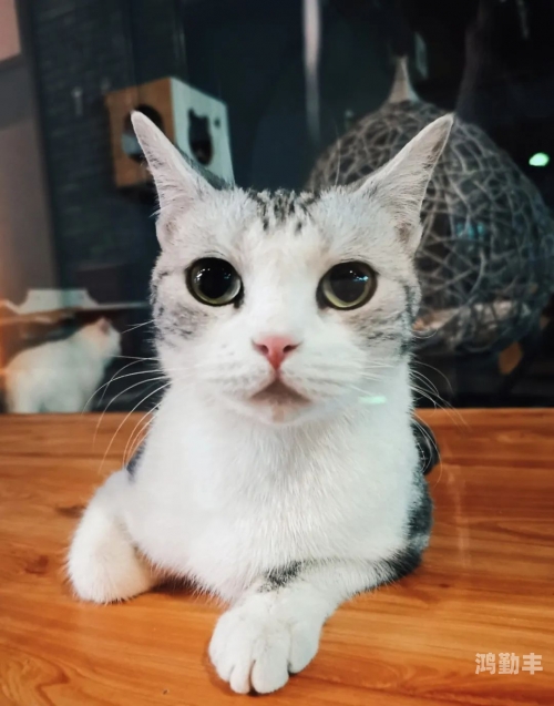 新版猫咪3.0下载，体验升级的乐趣-第2张图片