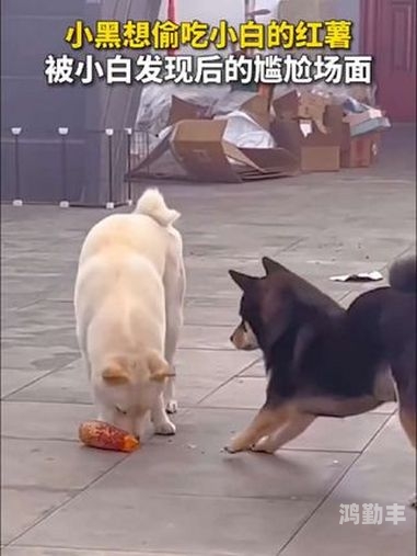 狗狗大东西卡在我里面拔不出来狗狗遭遇尴尬困境，如何应对狗狗过长导致卡住的情况-第2张图片