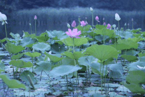 雨后故事动态图，一幅画面的多彩叙述