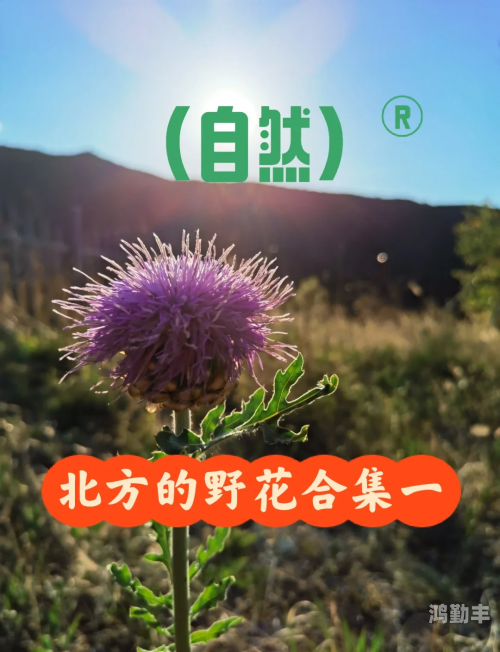 野花视频在线观看免费直播野花之美，在线免费观看直播的探索之旅-第1张图片