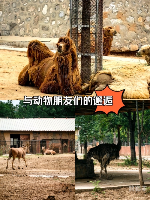 欧美人与动物园的奇妙邂逅