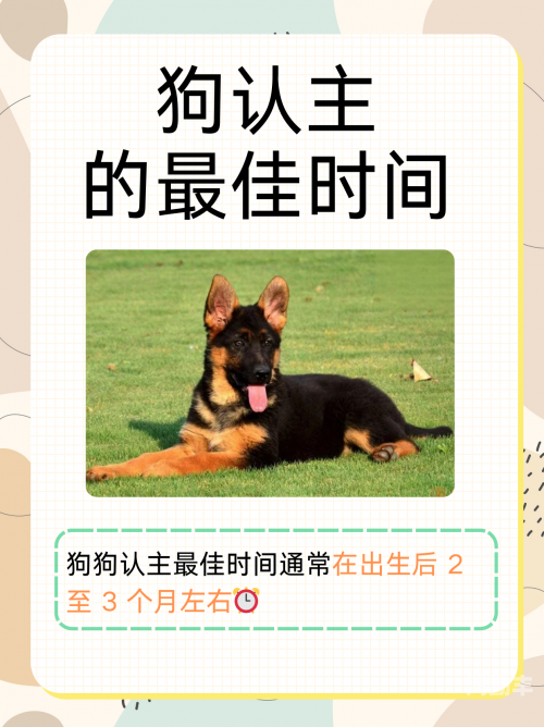 狗狗的魅力，为何狗狗比男朋友厉害多了
