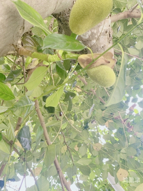 菠萝菠萝蜜视频在线观看正版体验指南