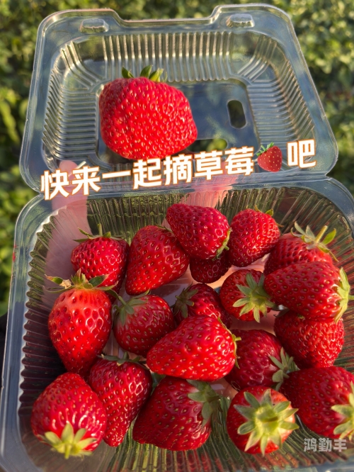 在线永久免费的视频草莓在线永久免费观看草莓视频的乐趣-第2张图片
