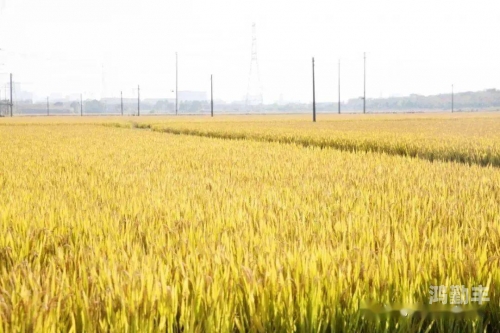 亚洲日本一线产区和二线产区区别:产区地理位置和规模解析亚洲日本一线产区和二线产区的区别-第3张图片