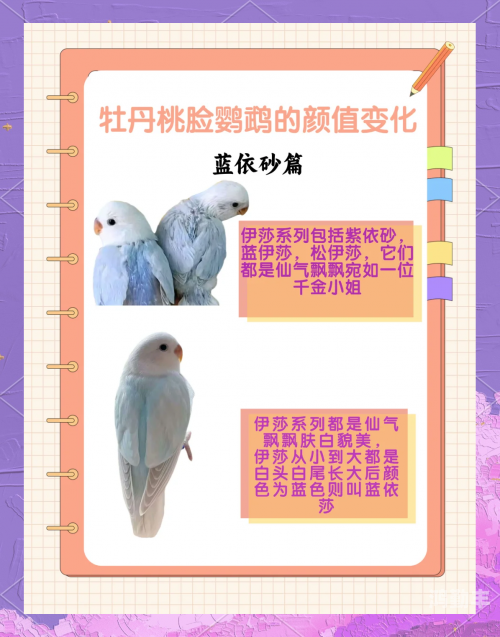 爱情鸟免费论坛二爱情鸟论坛，免费交流与分享的甜蜜空间-第2张图片