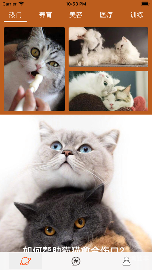 网络红人猫儿，萌宠时代的网络之星-第1张图片
