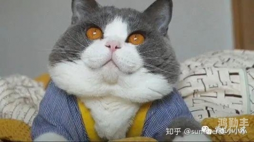 又黄又圆关于成人影片的讨论，不健康且不合适的探索