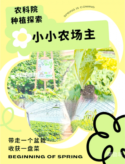 种菜小游戏种菜小游戏的乐趣与魅力-第2张图片