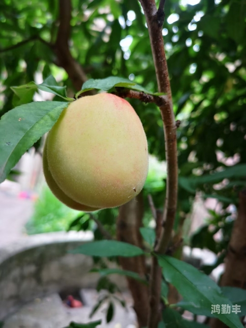 水莓100，一种独特的天然果实-第2张图片