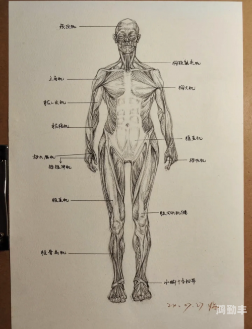 七七人体辩开七七人体，探索人体奥秘的深度解析-第3张图片