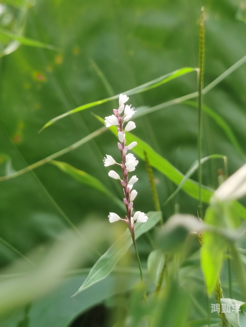 野花2019，最新社区免费资源分享-第1张图片