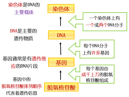 母亲的DNA与儿子的DNA，是否相同？