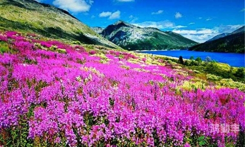 野花高清完整版免费观看视频下载野花高清完整版免费观看视频下载，探索自然之美与便捷的获取方式