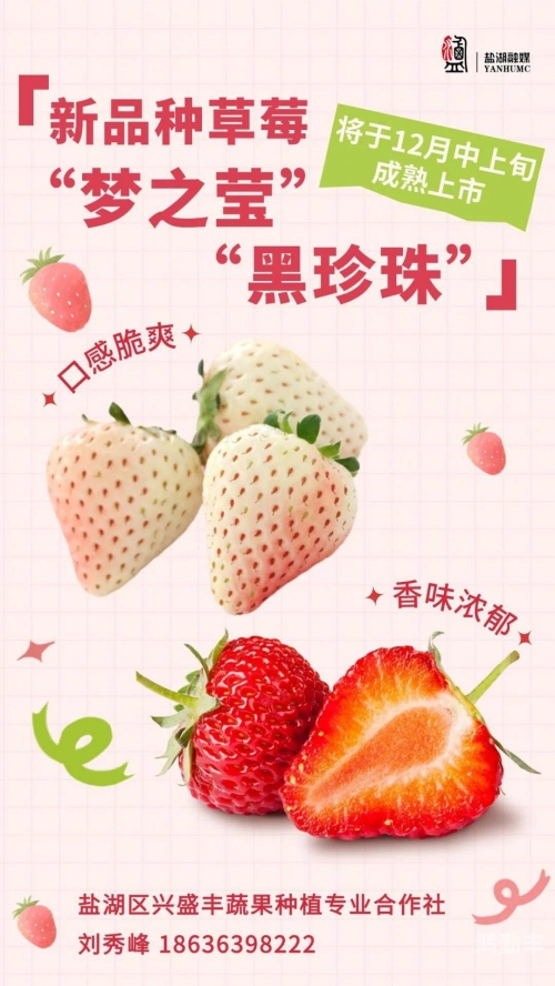 迈开腿尝尝你的草莓是什么探索未知的滋味——迈开腿尝尝你的草莓是什么-第2张图片