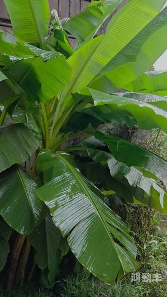 雨打芭蕉视频芭蕉视频，探索现代科技与文化的新领域