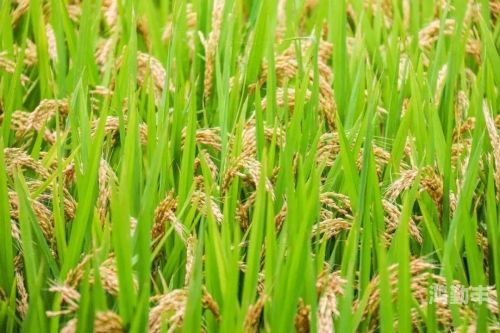 精液灌溉系统原文JING液灌溉系统，农业现代化的绿色引擎-第2张图片